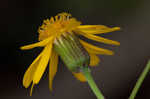 Golden groundsel